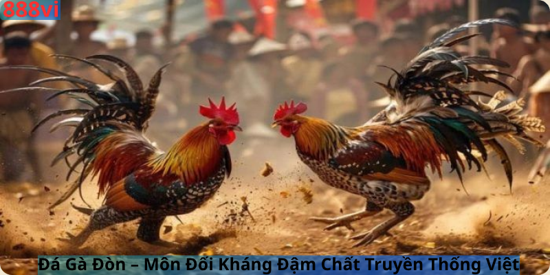 Đá Gà Đòn – Môn Đối Kháng Đậm Chất Truyền Thống Việt