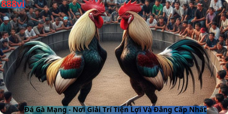 Đá Gà Mạng - Nơi Giải Trí Tiện Lợi Và Đẳng Cấp Nhất
